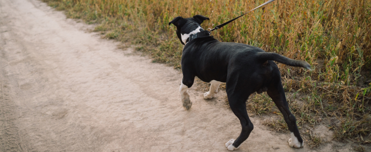 a dog being walked on a leash