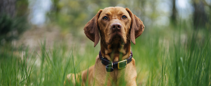 California Dog Bite Laws: What Every Dog Owner Should Know