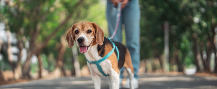 Dog walking in California